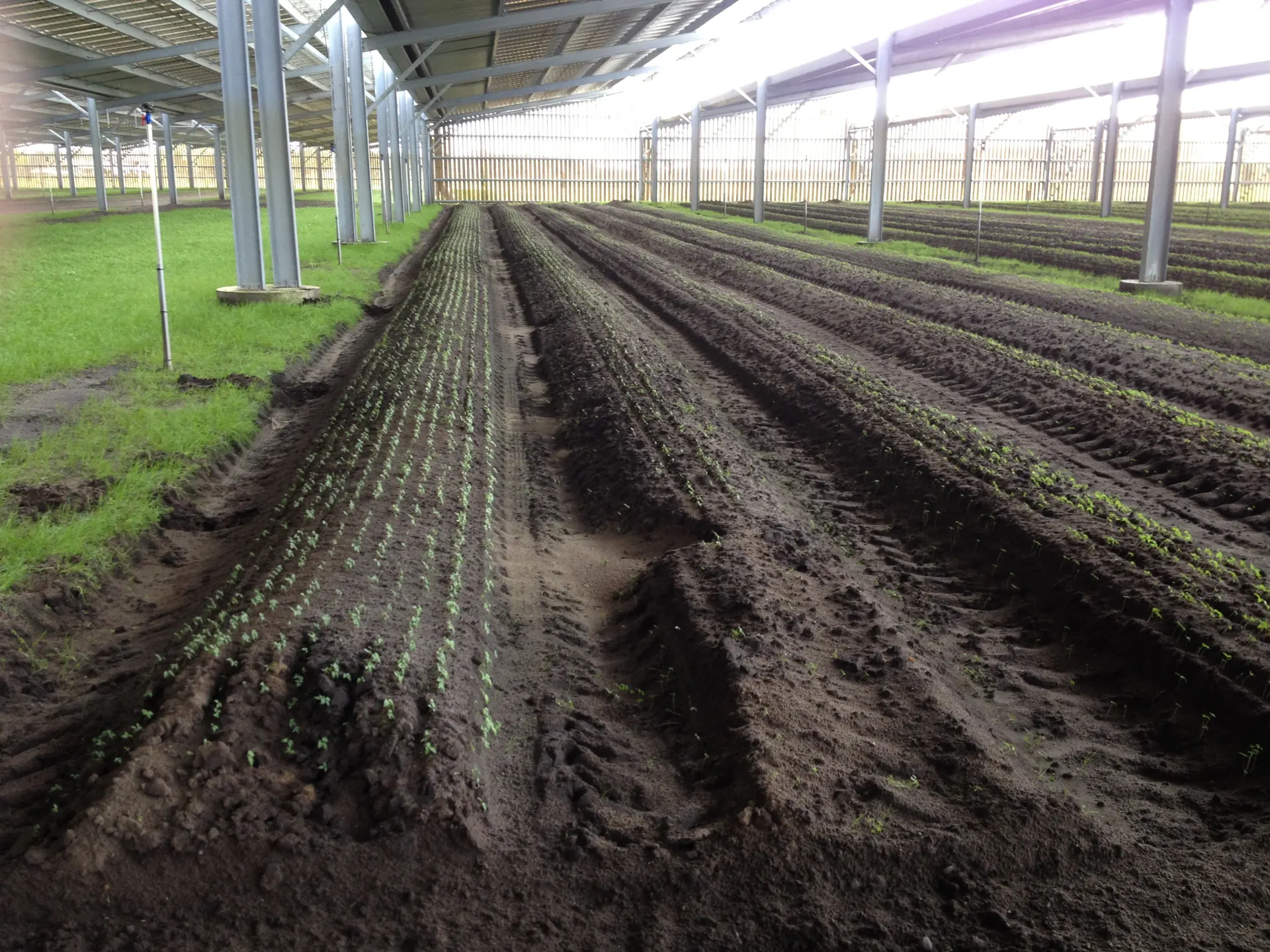 Projet de hangar agricole photovoltaïque